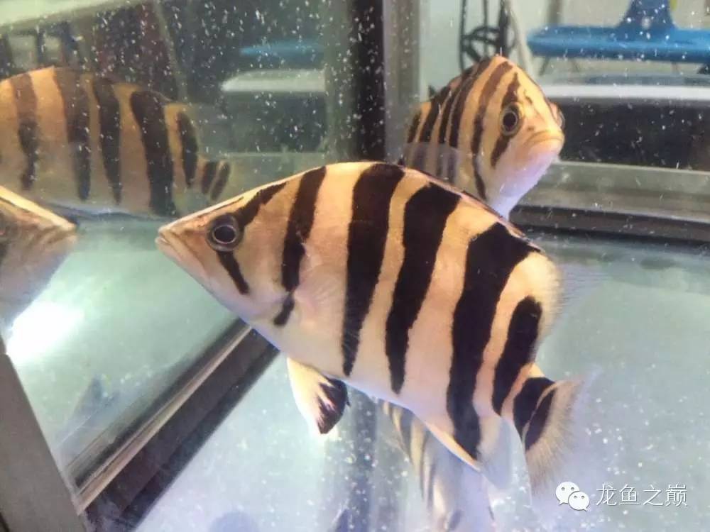 挖煤印尼虎,印尼虎挖煤视频