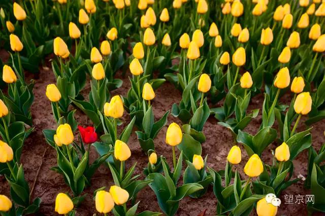 如果有人说“望京什么破地儿?”就把这条微信甩给他