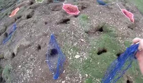 农场野兔,农场野兔泛滥