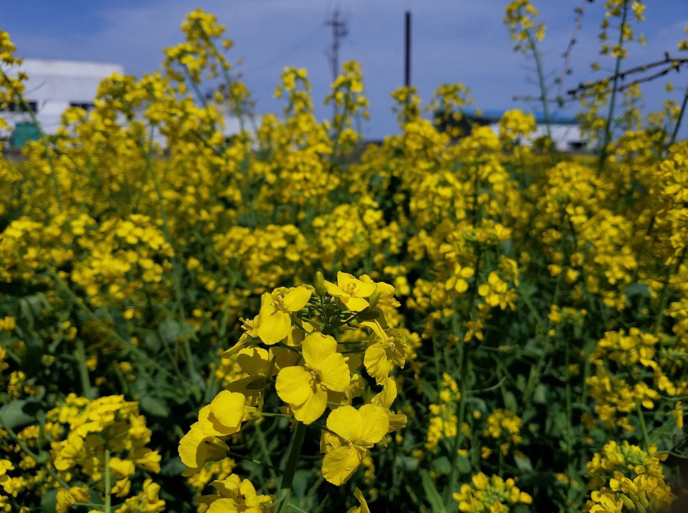 三星s7对比5s,三星s7e和note7
