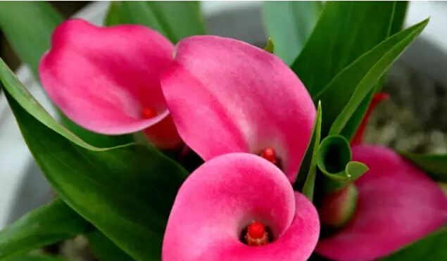 彩色马蹄莲花语象征与寓意,马蹄莲花语象征与寓意