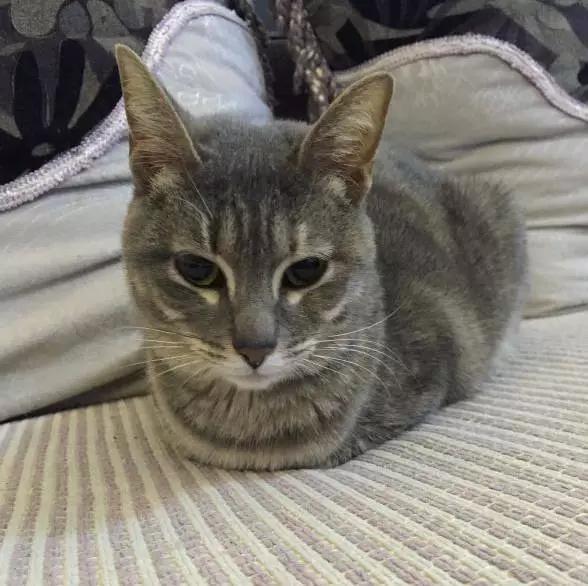 上海领养猫公益,上海领养狗狗店