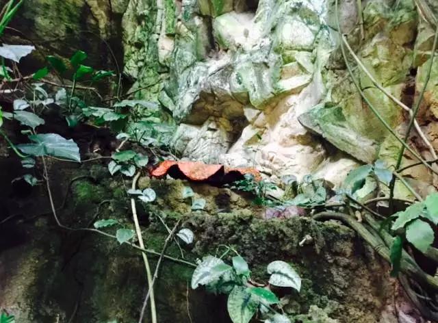 历史上真实茜茜公主和奥地利国王,奥地利的历史茜茜公主