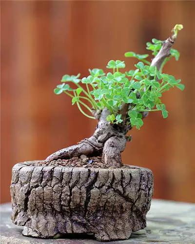 红梅多肉悬崖桩老桩,多肉老桩怎么养