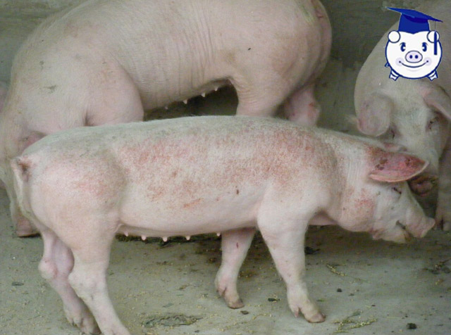 治疗猪高热病的三大忌讳,夏季将至此病不可不防!