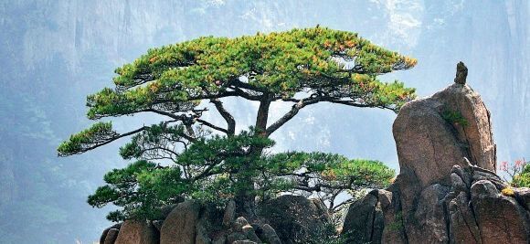 黄山最具性价比的自驾线路,黄山茶旅路线