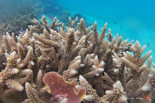 珊瑚海日本,陪你去看海底世界
