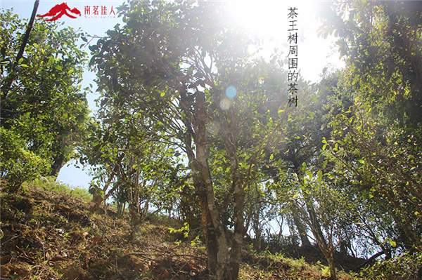 春茶之旅第二站：贡茶麻黑和新秀落水洞