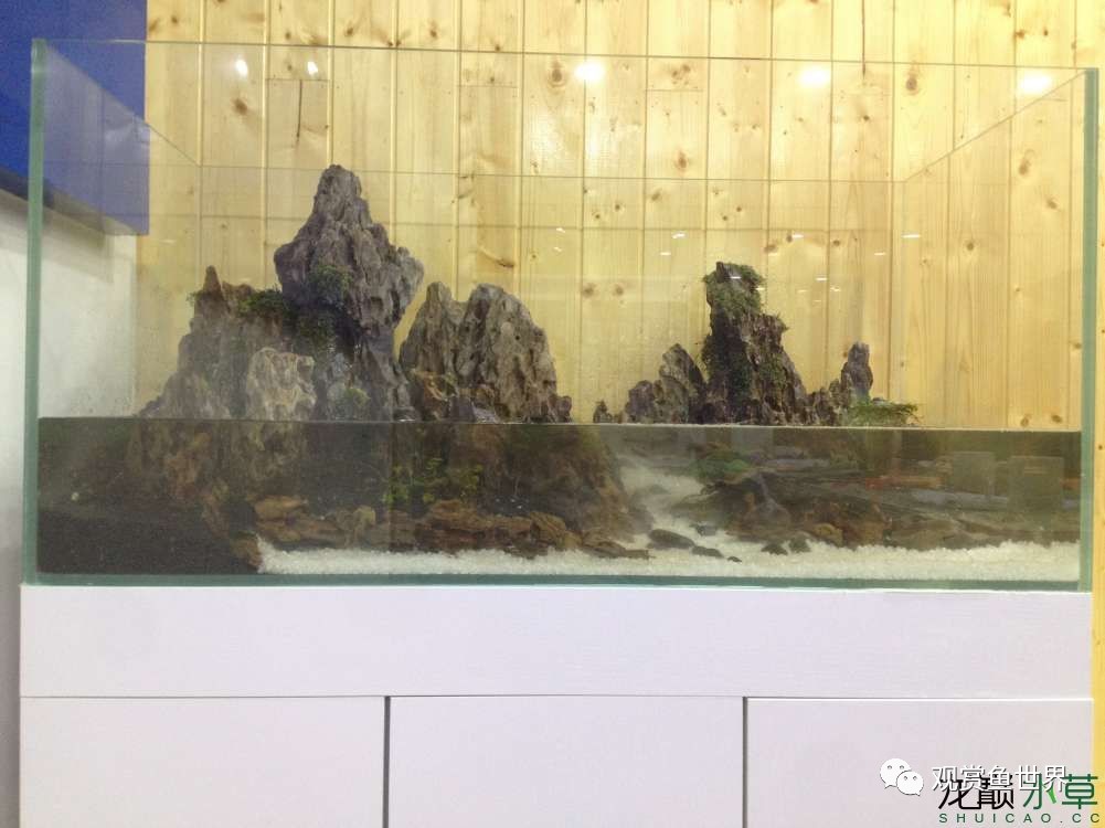 谦虚的新人晒一晒1米缸,“建缸”VS45天后(内涵多张细节图和详解!)