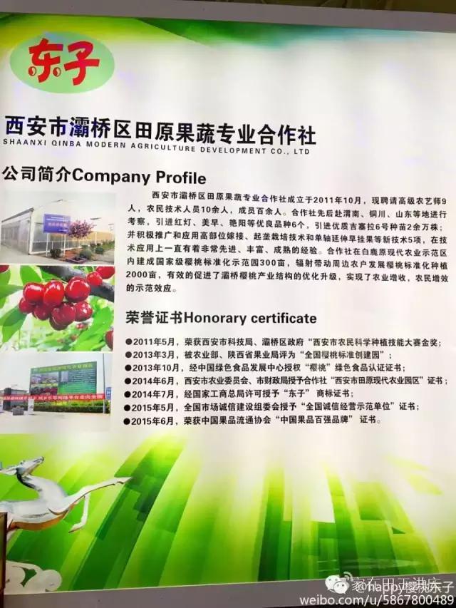 白鹿原采摘大樱桃,去白鹿原采摘樱桃