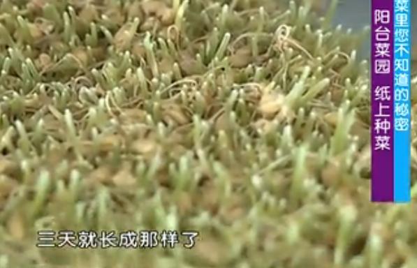 出来的五个种菜实用小技巧,纸上种菜可以种向日葵吗