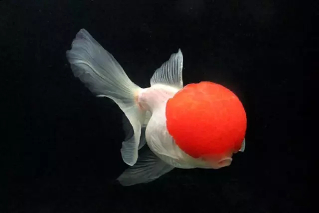 什么样的狮子头金鱼是精品,金鱼中的虎头和狮子头有什么区别