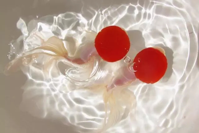 什么样的狮子头金鱼是精品,金鱼中的虎头和狮子头有什么区别