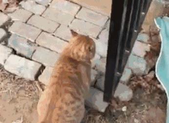 猫胡须有什么说法,猫胡子的秘密