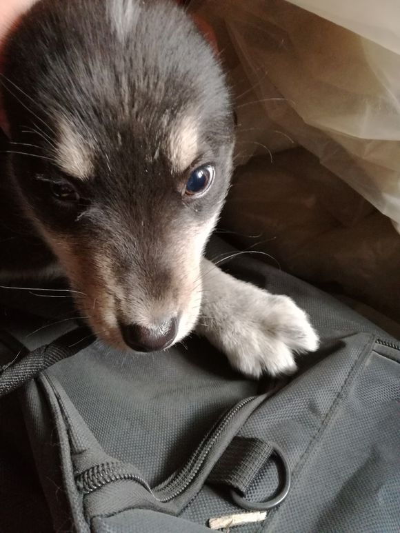 朋友送我一只两岁的金毛能要吗,二哈眼睛不一样但是额头有三把火