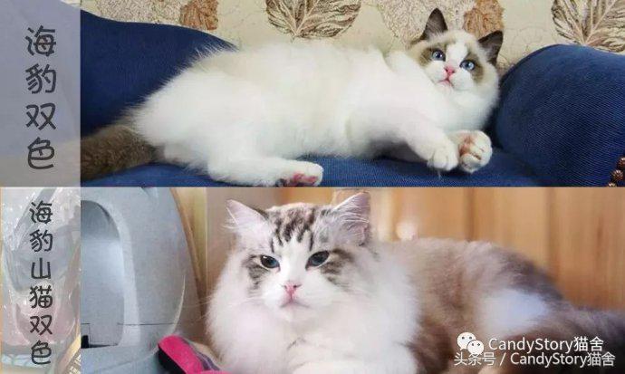 选猫需要问哪些问题,选猫英短重点