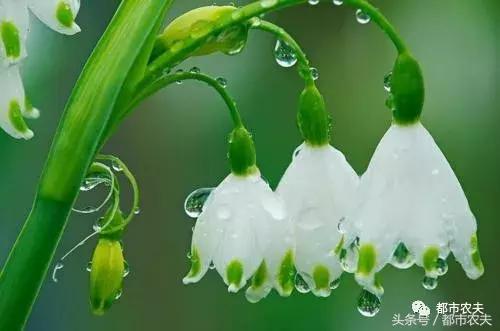 盘点家里那些长相乖巧却很毒的花