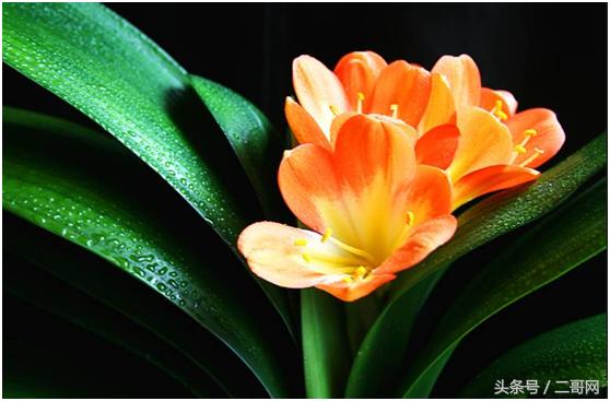 悄悄告诉你养护君子兰有个小秘密,如何养出昂贵的君子兰