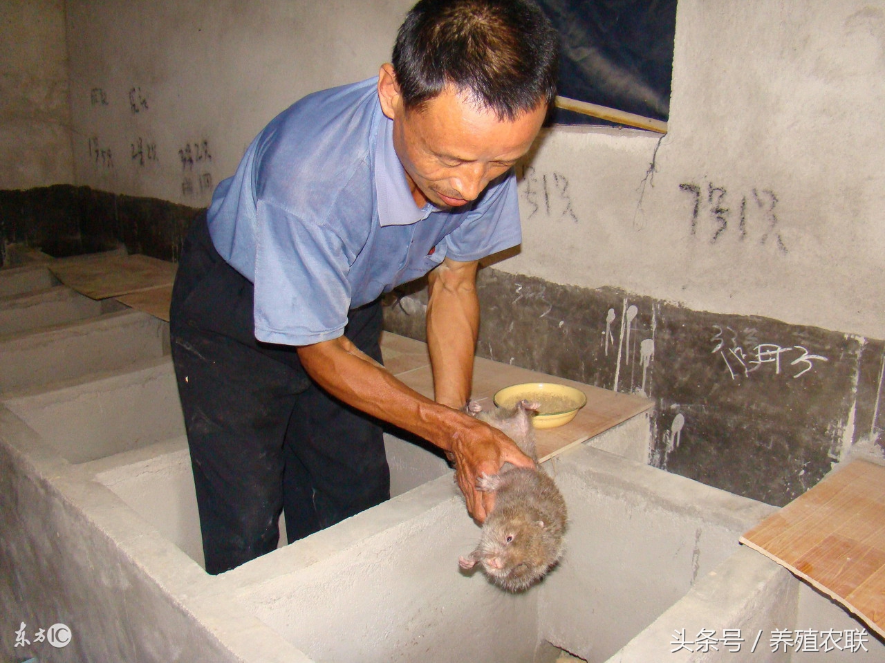 竹鼠的科学养殖,竹鼠养殖技术及产地