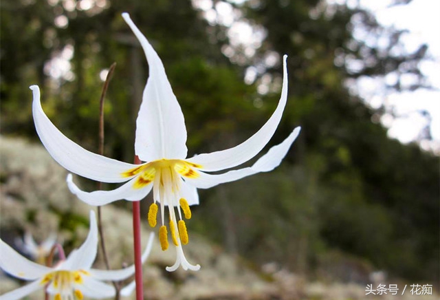 比蝴蝶兰好养活的花,跟蝴蝶兰一样能长期开的花有哪些