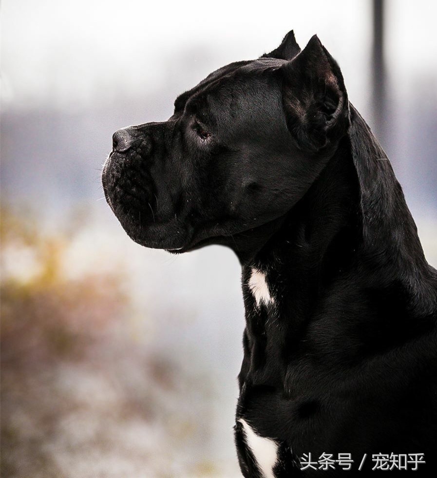 卡斯罗意大利顶级护卫犬大型猛犬,大型护卫犬三剑客之一的卡斯罗犬