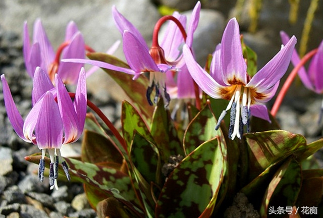 比蝴蝶兰好养活的花,跟蝴蝶兰一样能长期开的花有哪些