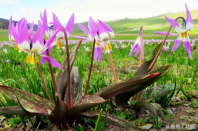 比蝴蝶兰好看好养的花,比蝴蝶兰好养的花