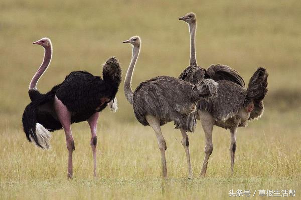 养殖“大笨鸟”，敲开致富门，80后回老家创业成为新一代农场主