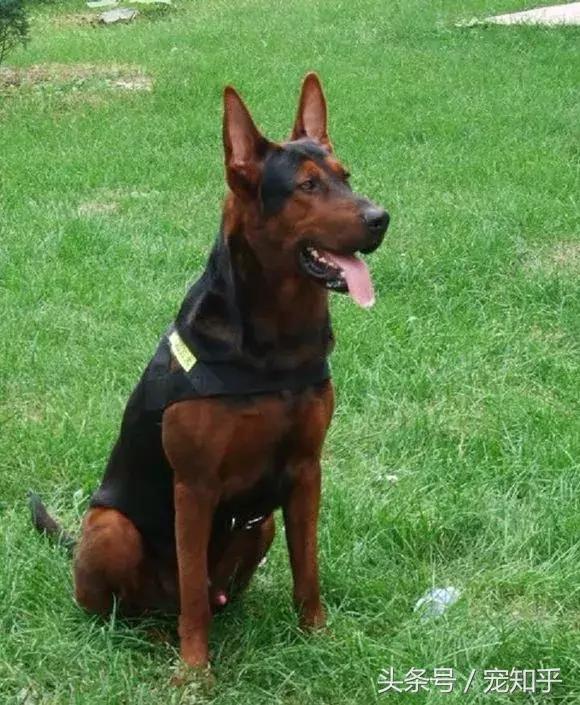 狼犬界少有匹敌的存在，中国莱州红，不得不说的事！