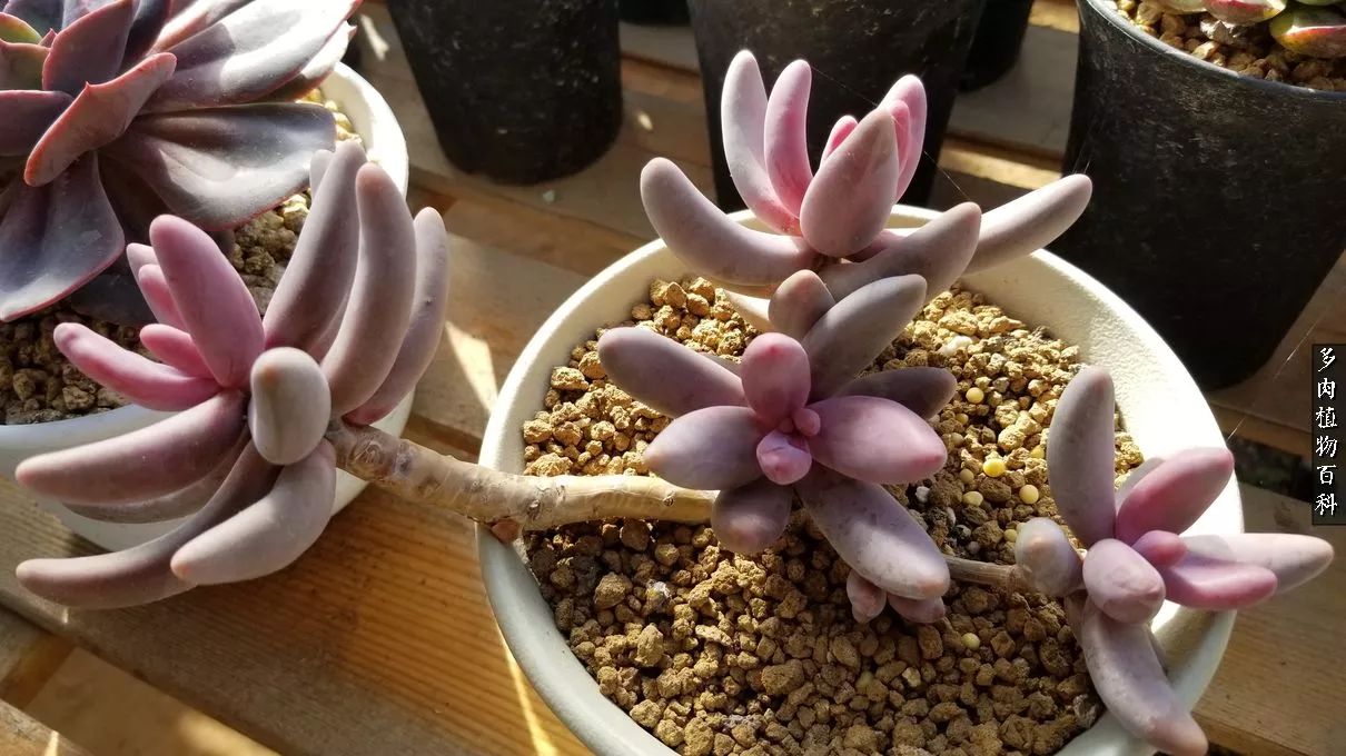 多肉如何养才不损耗杆子的养分,多肉养护修根视频