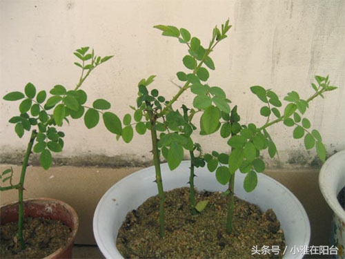 家里能栽玫瑰吗风水好吗,家里可以种一棵玫瑰老桩