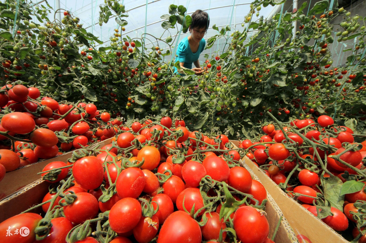 西红柿疯长不坐果怎么治,西红柿疯长但开花少的原因