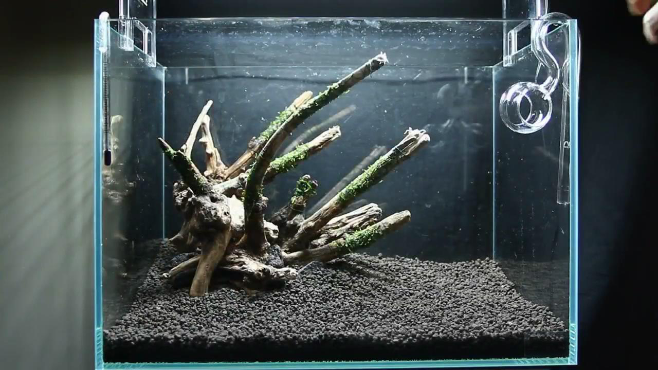 简单的草缸如何制作打理,最简单的小草缸