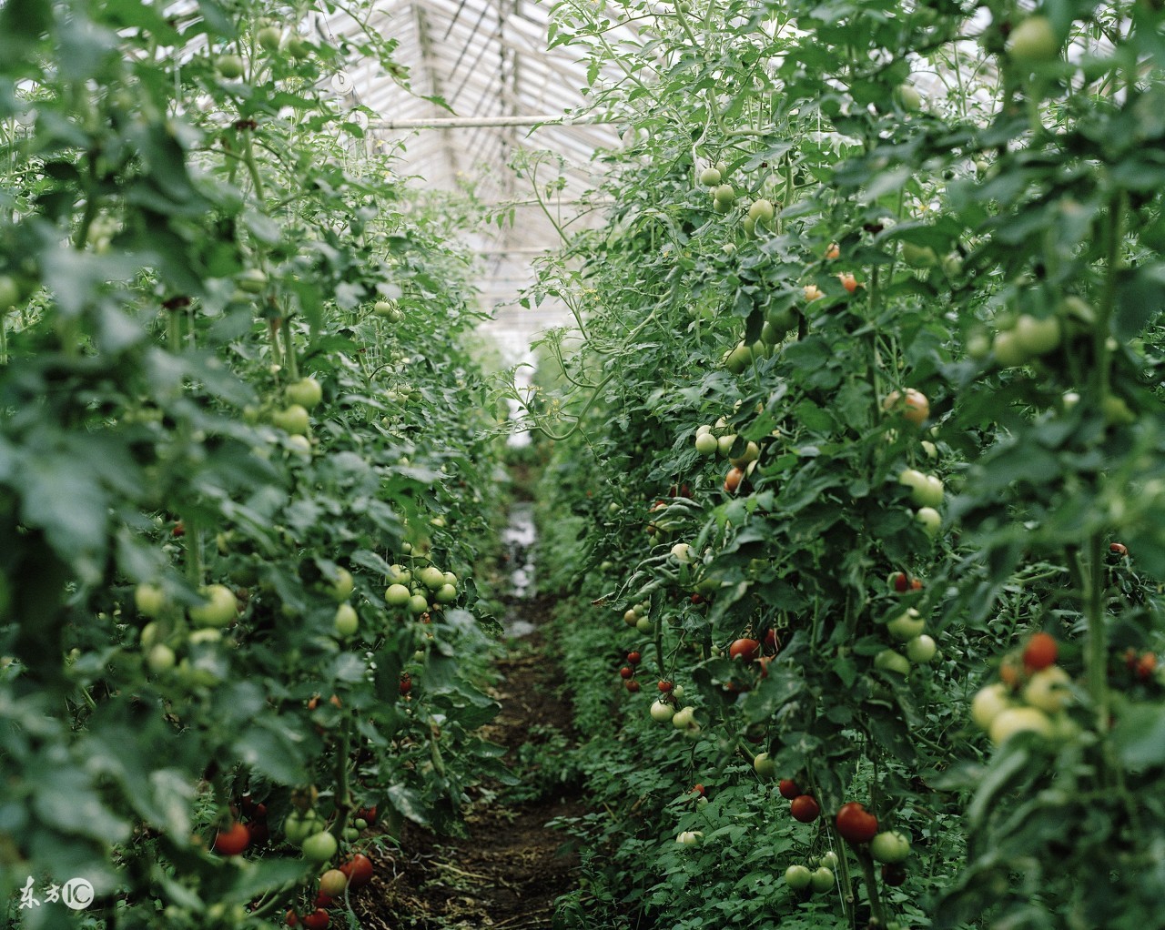 西红柿旺长不膨果如何补救,西红柿疯长不开花