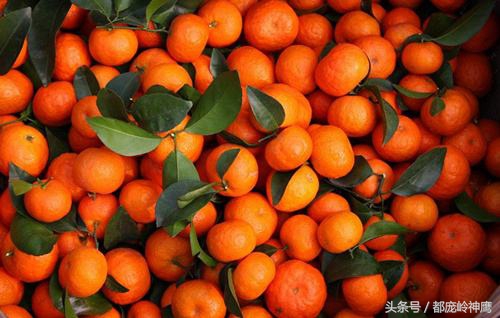 打了糖的水果能吃吗,可怕的沙糖桔看完了你还想吃吗