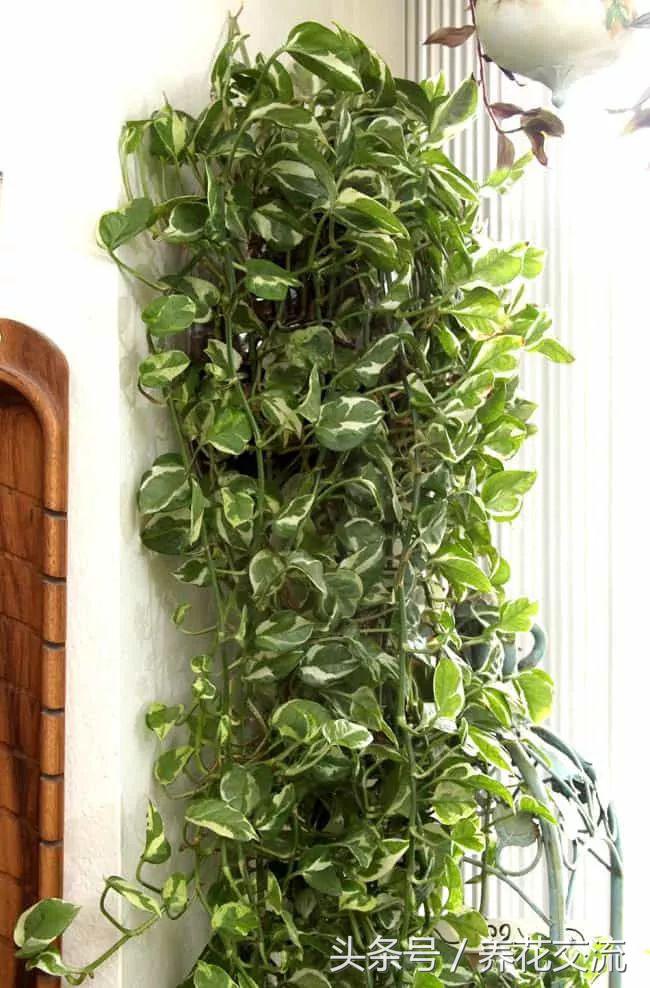 净化室内空气的十大盆栽,适合净化空气好养的绿植