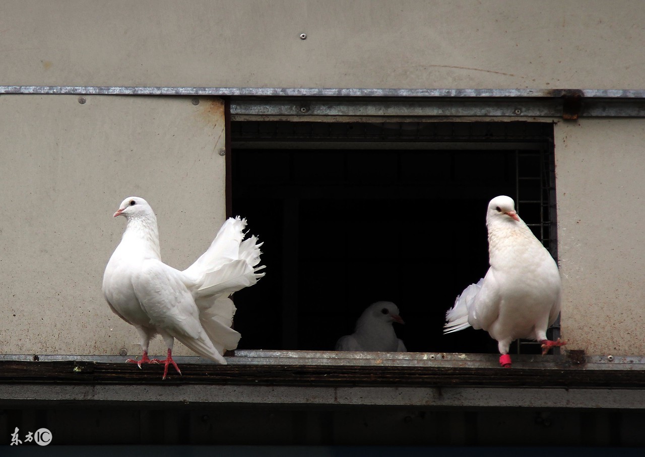养鸽必须明白的三件事,新手养鸽要着重注意的事情