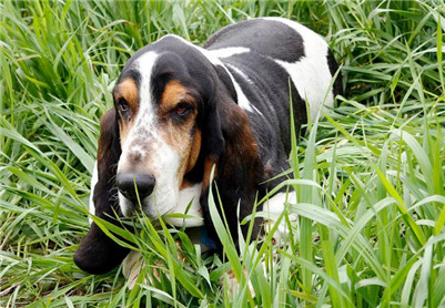 巴吉度犬饲养方法,巴吉度饲养