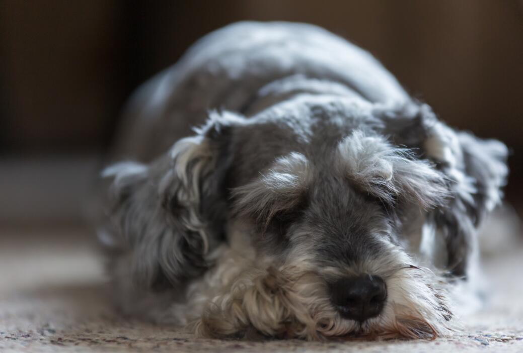 犬种百科之雪纳瑞,犬种解说雪纳瑞