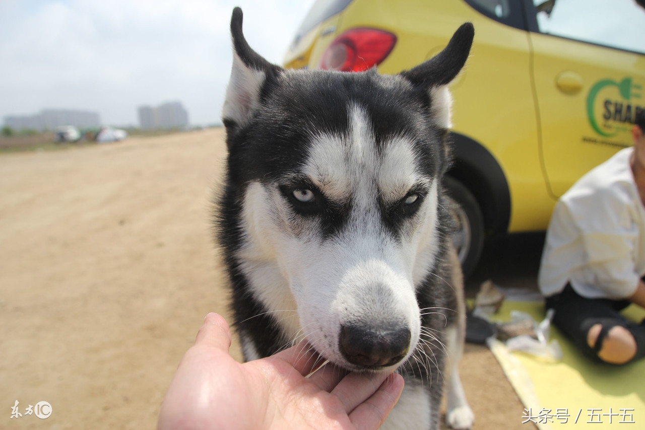 西伯利亚雪橇犬跟哈士奇的区别,哈士奇雪橇犬百科介绍大全