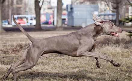 德国魏玛犬猎犬品种大全,魏玛猎犬有小体的么