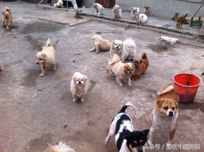 狗狗冠状加细小能治好吗,幼犬狗狗得冠状病治愈率高吗