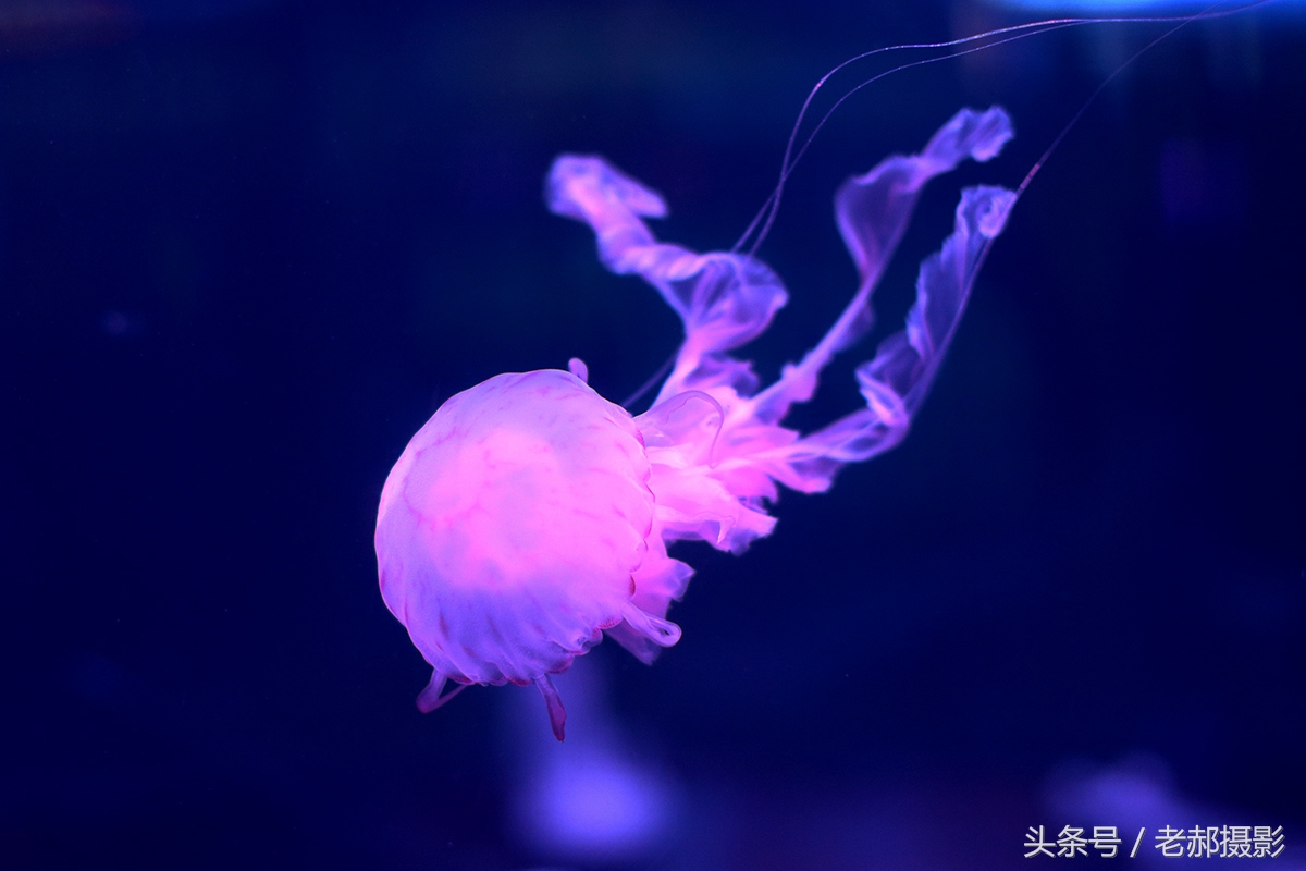 五彩斑斓的蝌蚪长什么样,不同颜色的蝌蚪