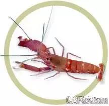 常见海水观赏虾大全,海水观赏虾饲养环境
