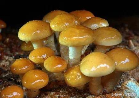 冬闲经济成为农民增收新亮点,冬闲时节人不闲群众就业促增收