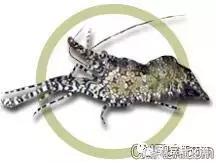 常见海水观赏虾大全,海水观赏虾饲养环境