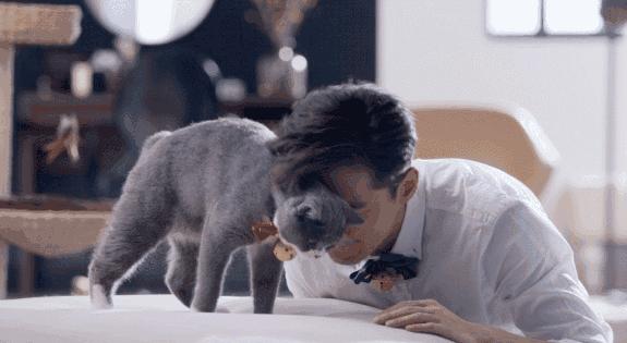 你今天养猫了吗,吸猫是怎么回事