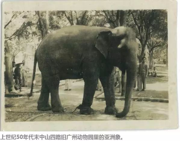 广州动物园40年前,70年代广州动物园