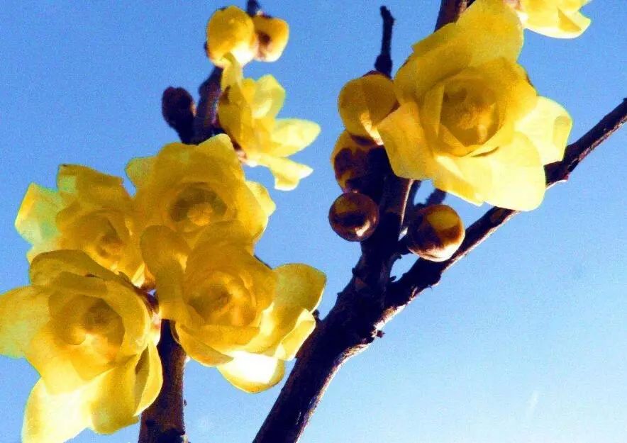 成都腊梅在哪里看,成都赏腊梅有哪些好地方