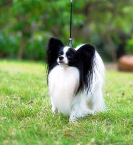 萌萌犬系列,像雪纳瑞的小型犬还有哪些